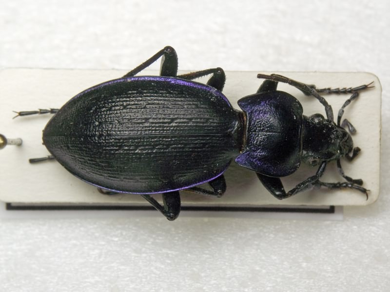 Carabus problematicus Herbst, 1786